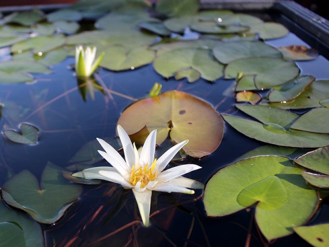 公園だより｜草津市立 水生植物公園みずの森