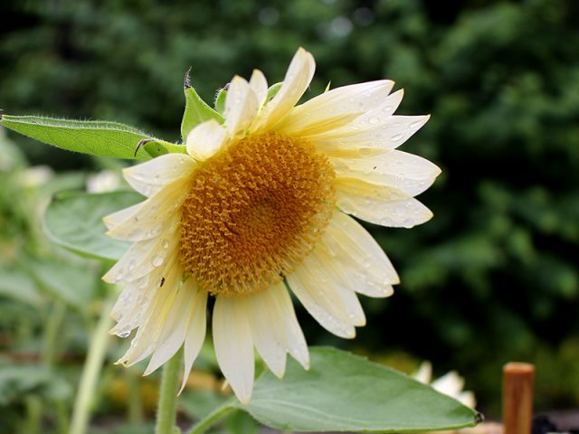 公園だより｜草津市立 水生植物公園みずの森