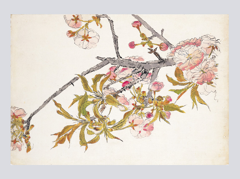 花を描く 堅山南風素描集｜青幻舎 SEIGENSHA Art Publishing, Inc.