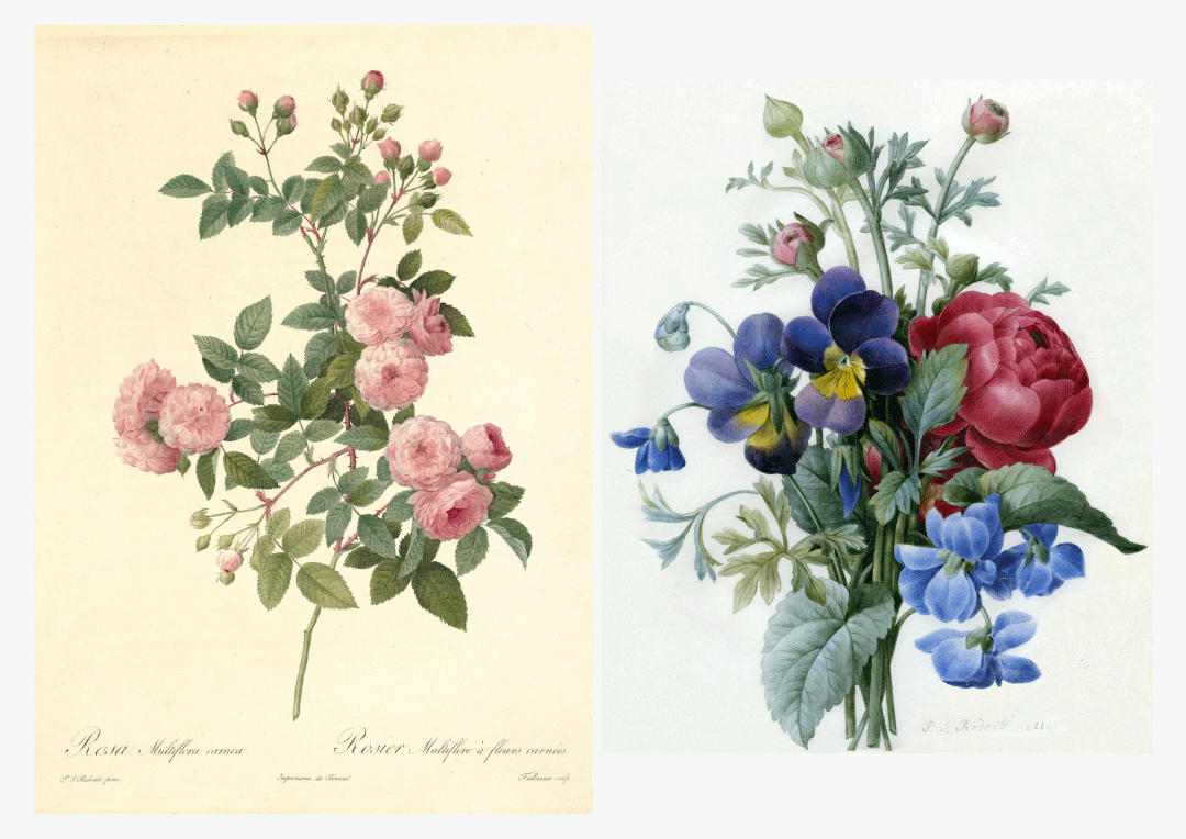 ルドゥーテ展 | 青幻舎プロモーション