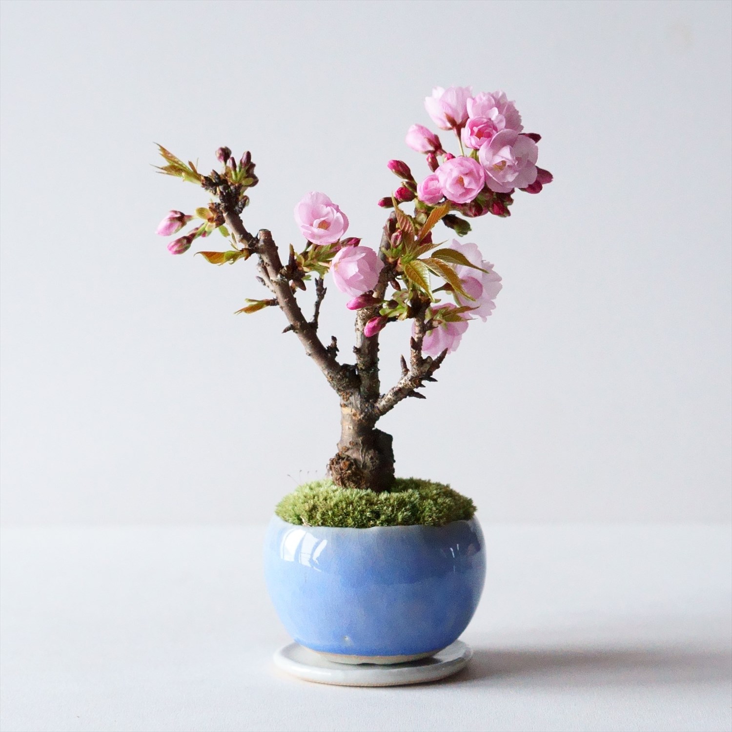 旭山桜｜石木花図鑑｜石木花｜SEKIBOKKA｜盆栽