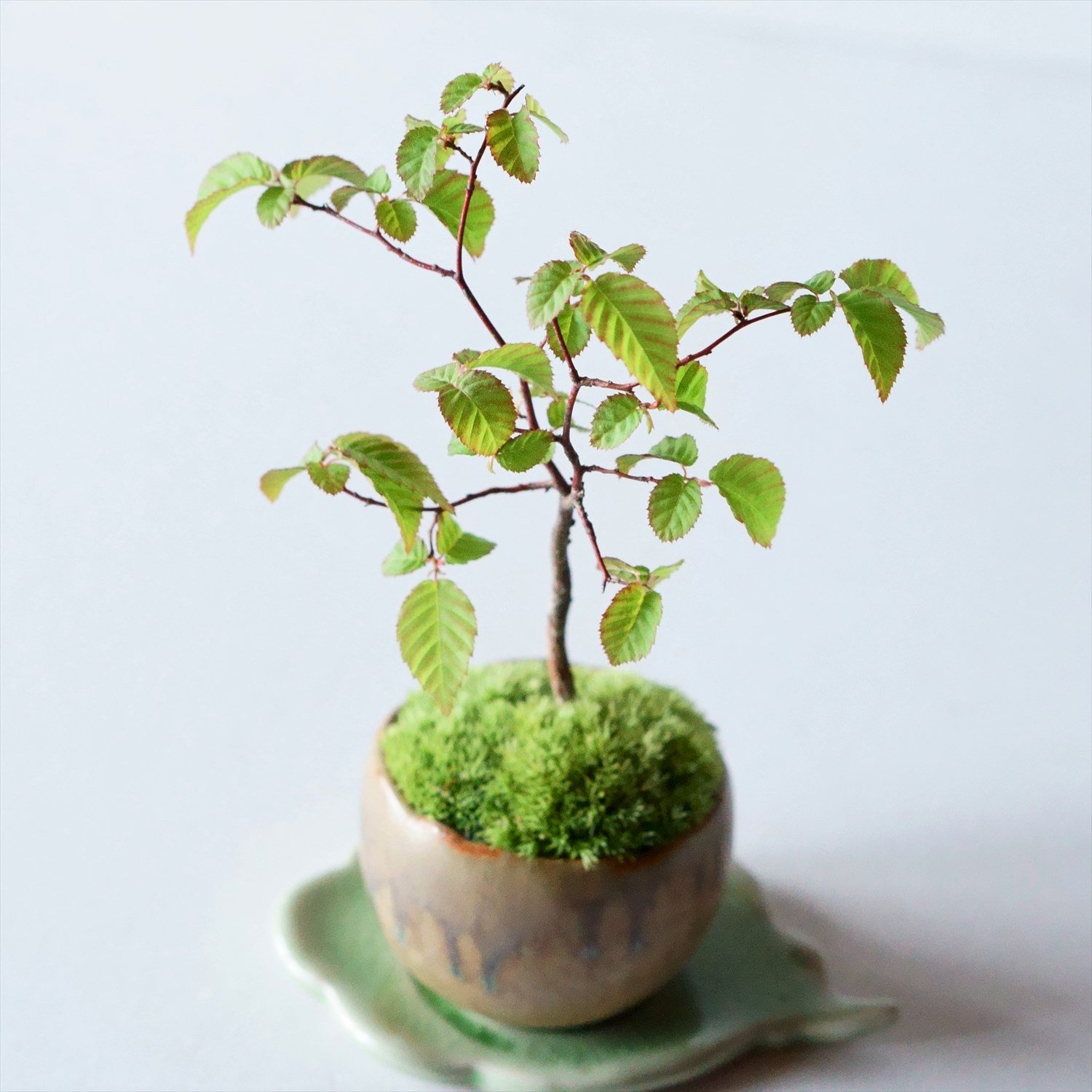 アカメシデ｜石木花図鑑｜石木花｜SEKIBOKKA｜盆栽