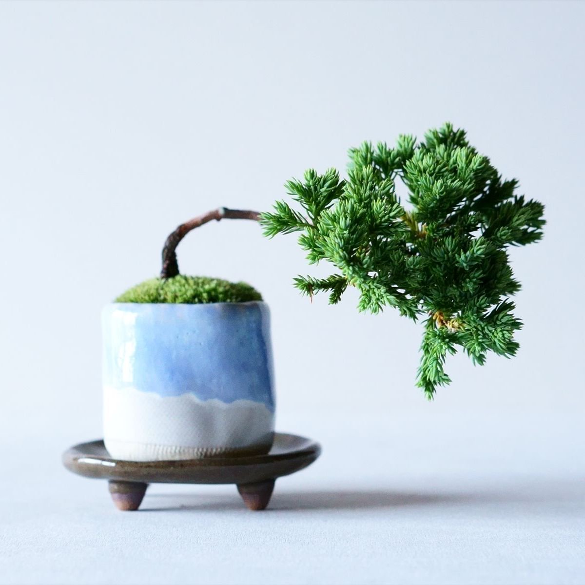 天皇梅｜石木花図鑑｜石木花｜SEKIBOKKA｜盆栽