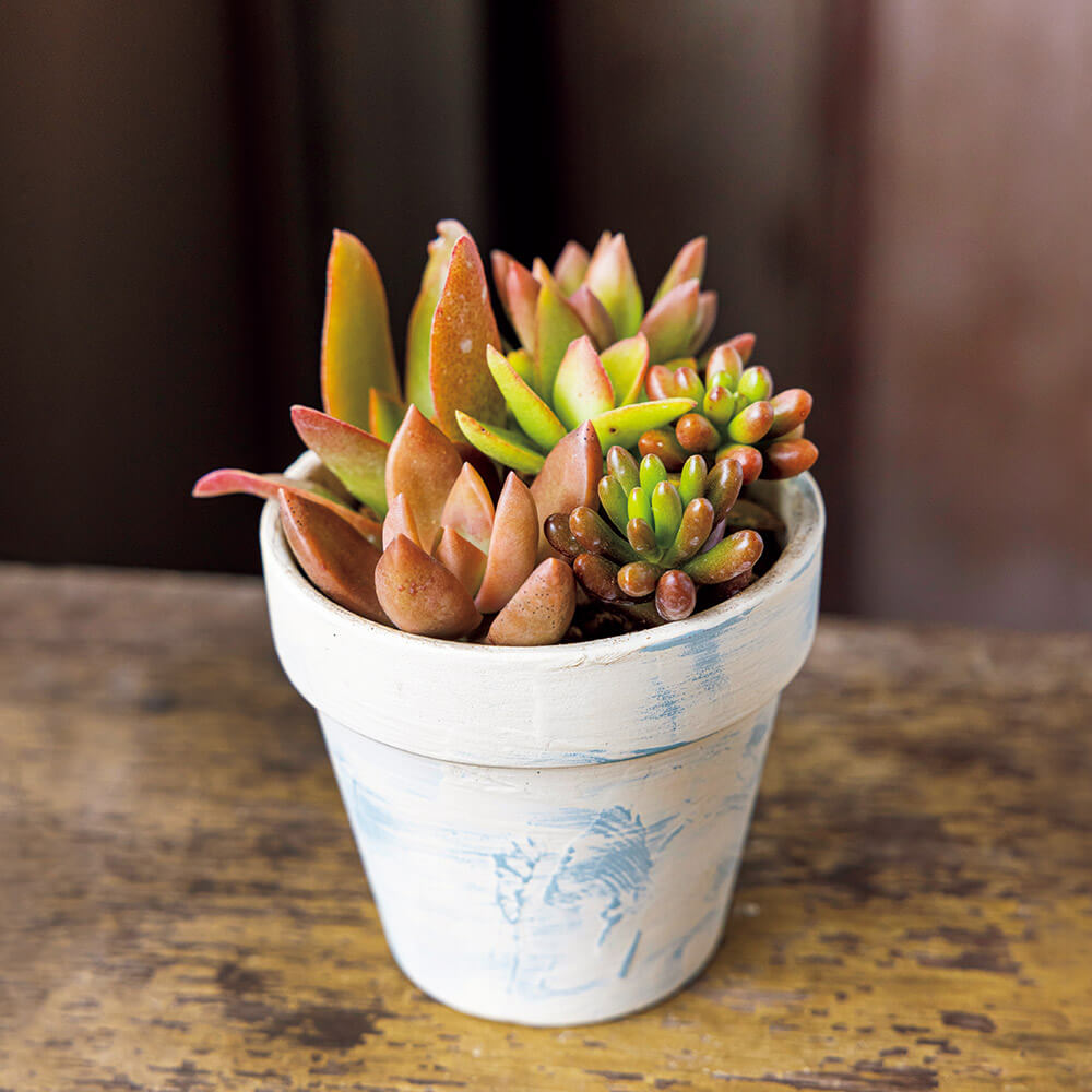 リメイク鉢で多肉植物をもっと愛そう-みんなの趣味の園芸