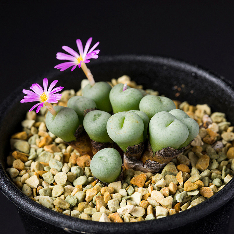 コノフィツム 大型pageae ポットごと（群生株) コノフィツム 大型