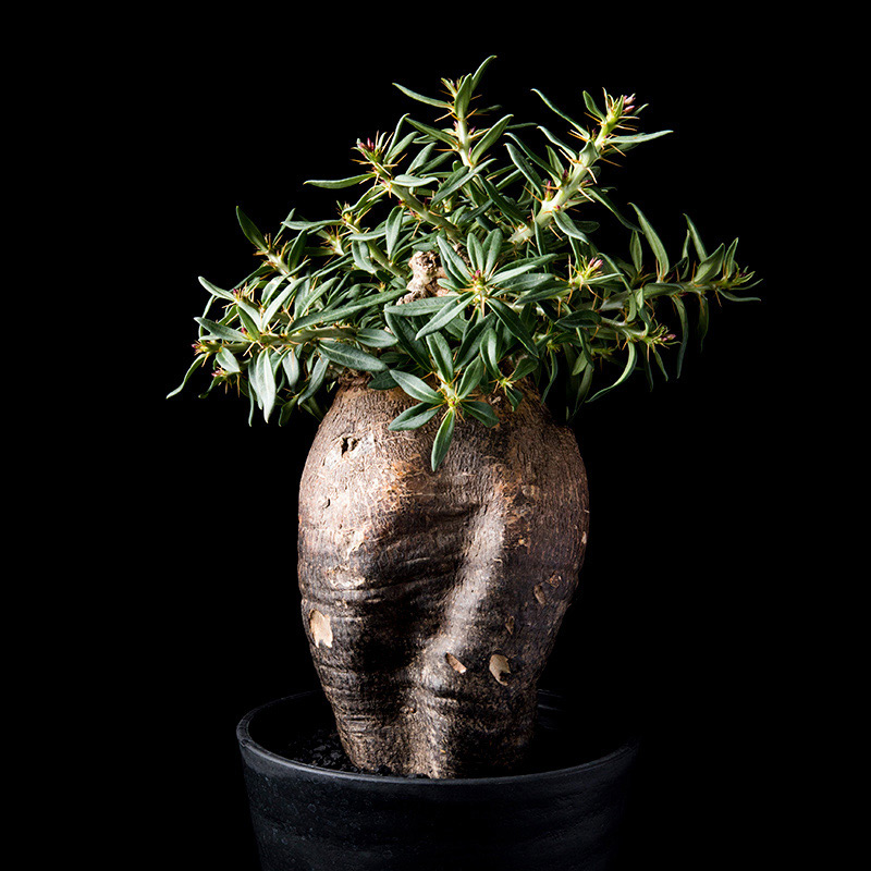 パキポディウム・ビスピノーサムの基本情報・育て方｜多肉植物