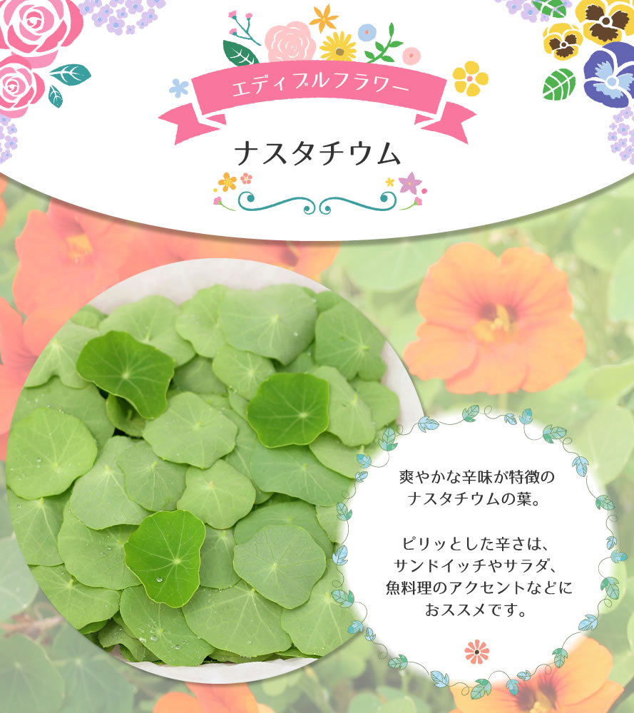 山梨百貨店 / 食用の葉 ナスタチウム 山梨県 富士吉田産