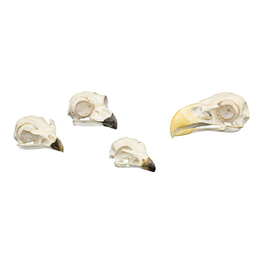 Replica Comparative Skull Kit - Birds of Prey — Skulls Unlimited