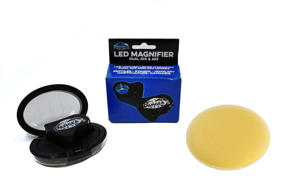 Gecko Sexing Kit | Gecko Husbandry | Pangea Reptile - Pangea