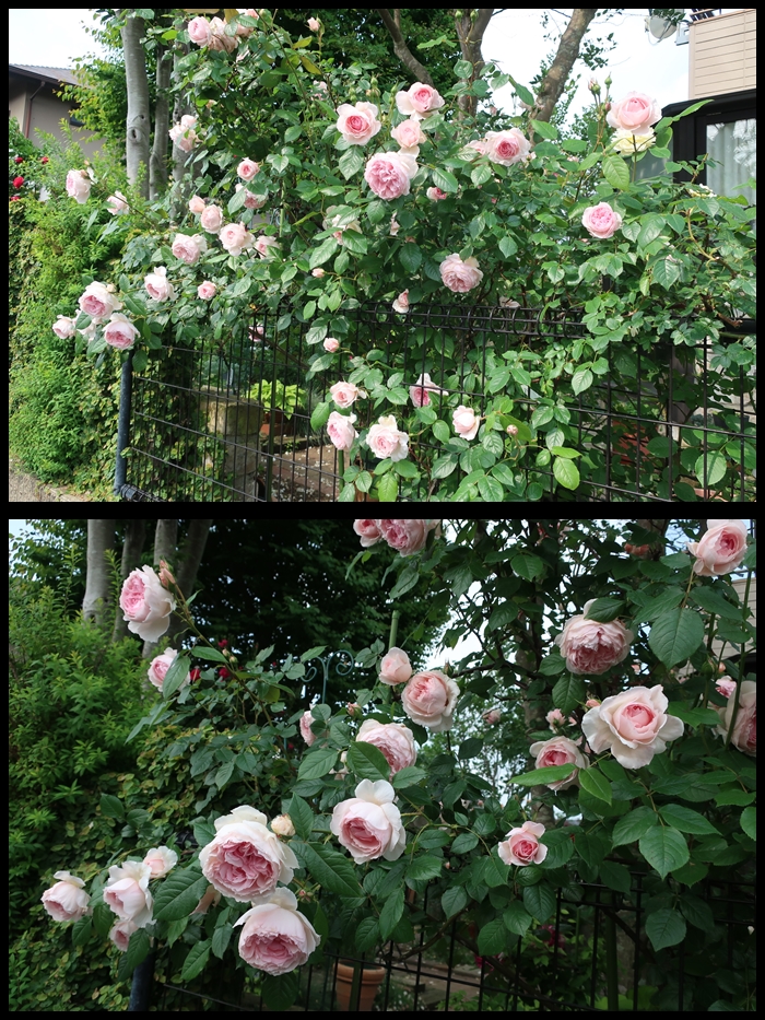 ザ・ウェッジウッドローズ - がめらのかめら - Parchment studio T