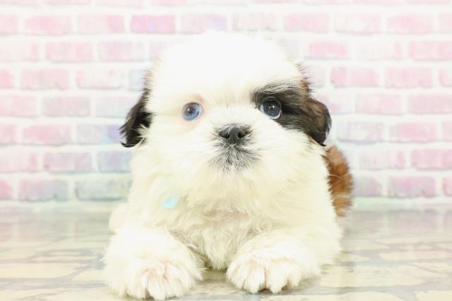 シーズーの子犬一覧｜ペットショップCoo＆RIKU