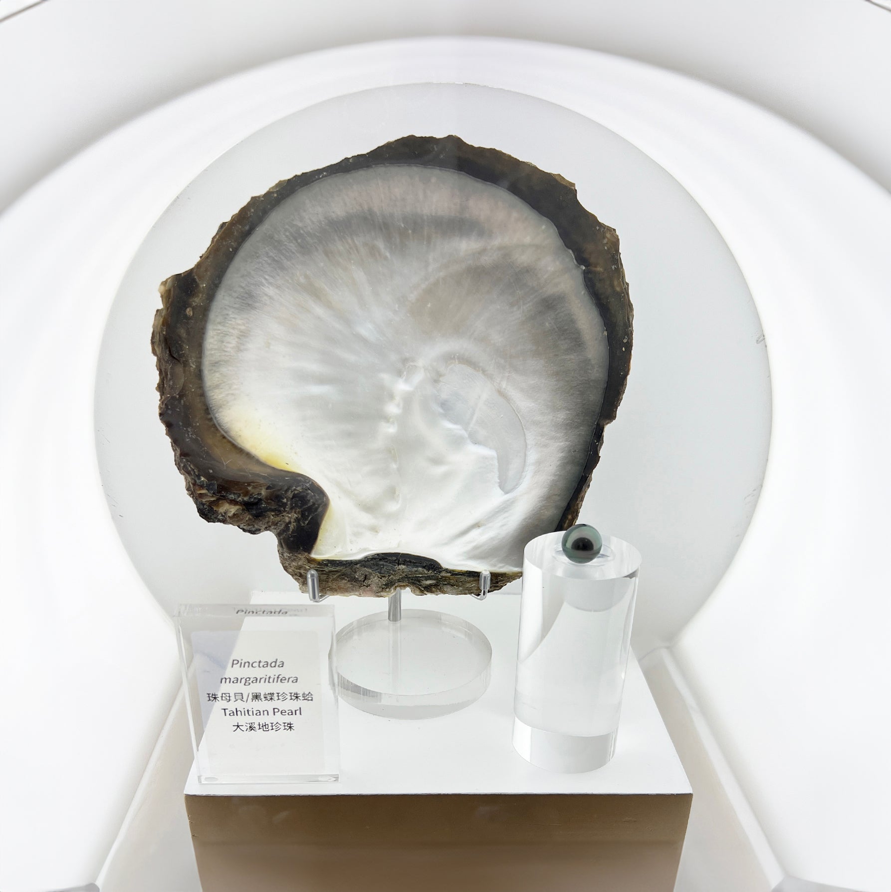 真珠の種類 – Pearlish