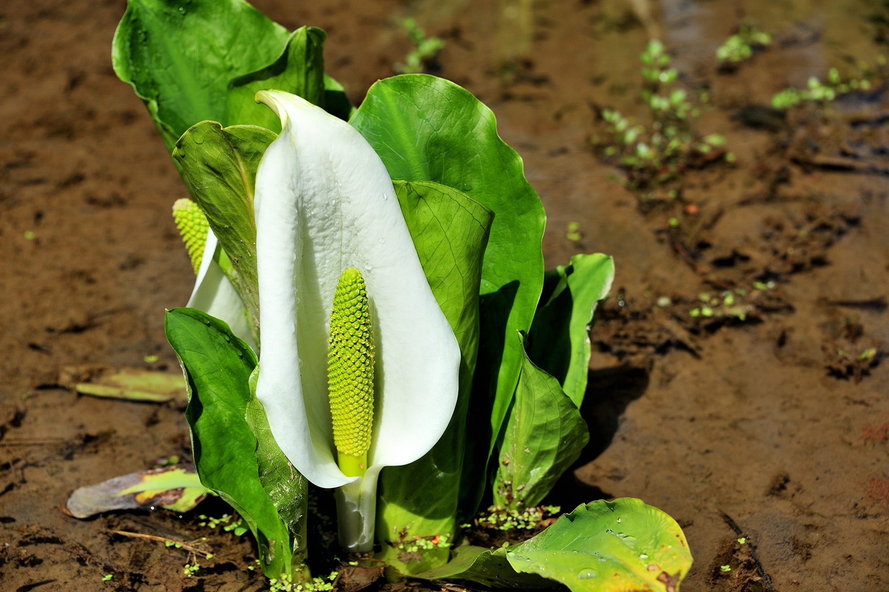 ミズバショウ【水芭蕉園：埼玉県秩父市】 | フォトさいたま