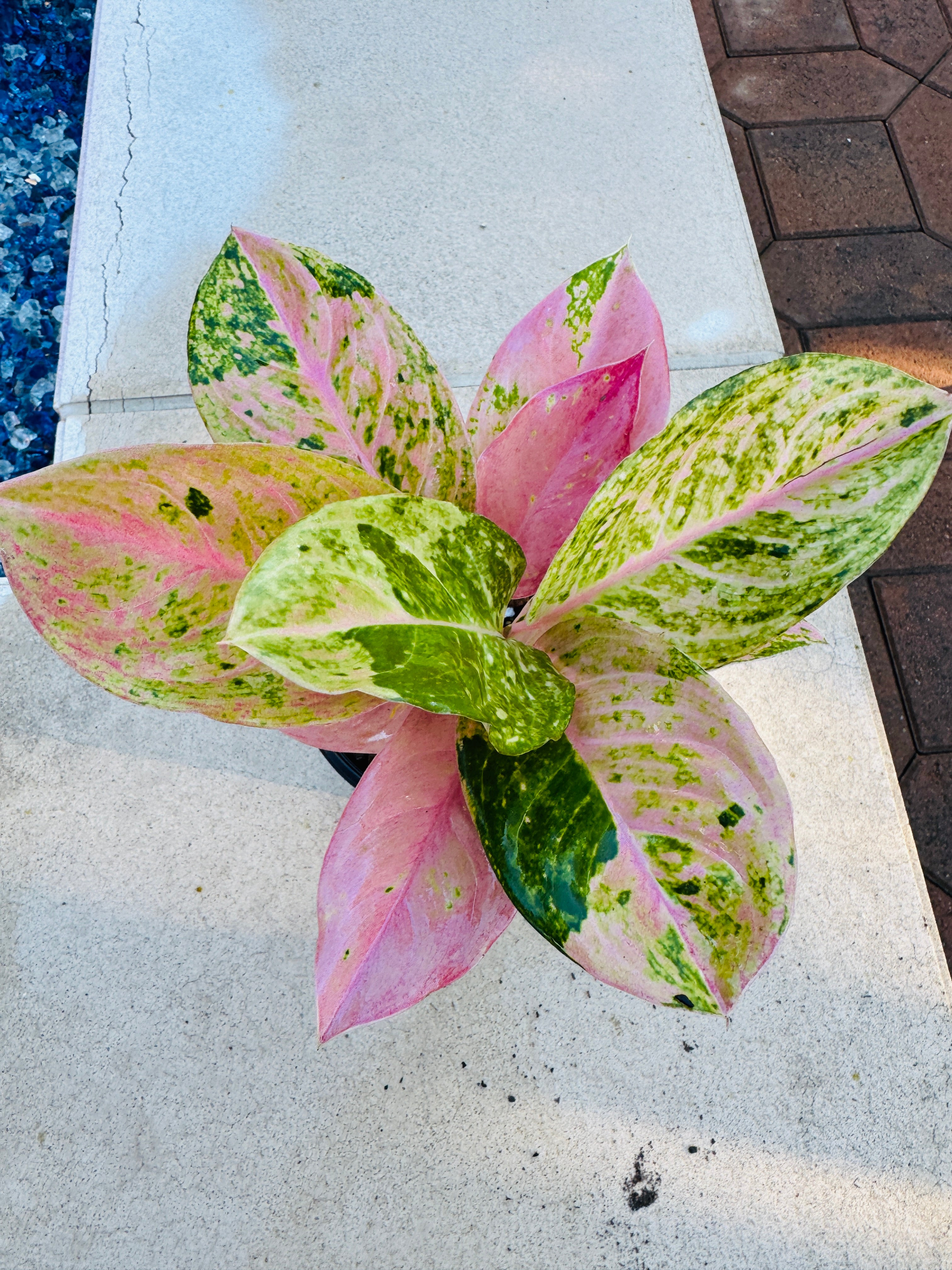 Aglaonema Prakaiphet – Plant Vault