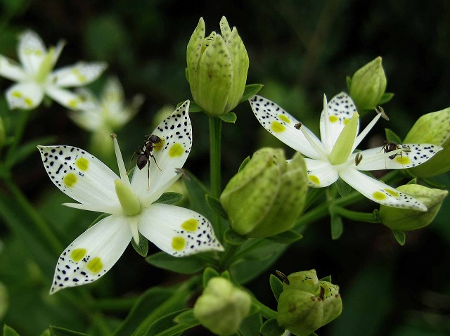 アケボノソウが咲き始めました/日野振興センター日野振興局/とりネット