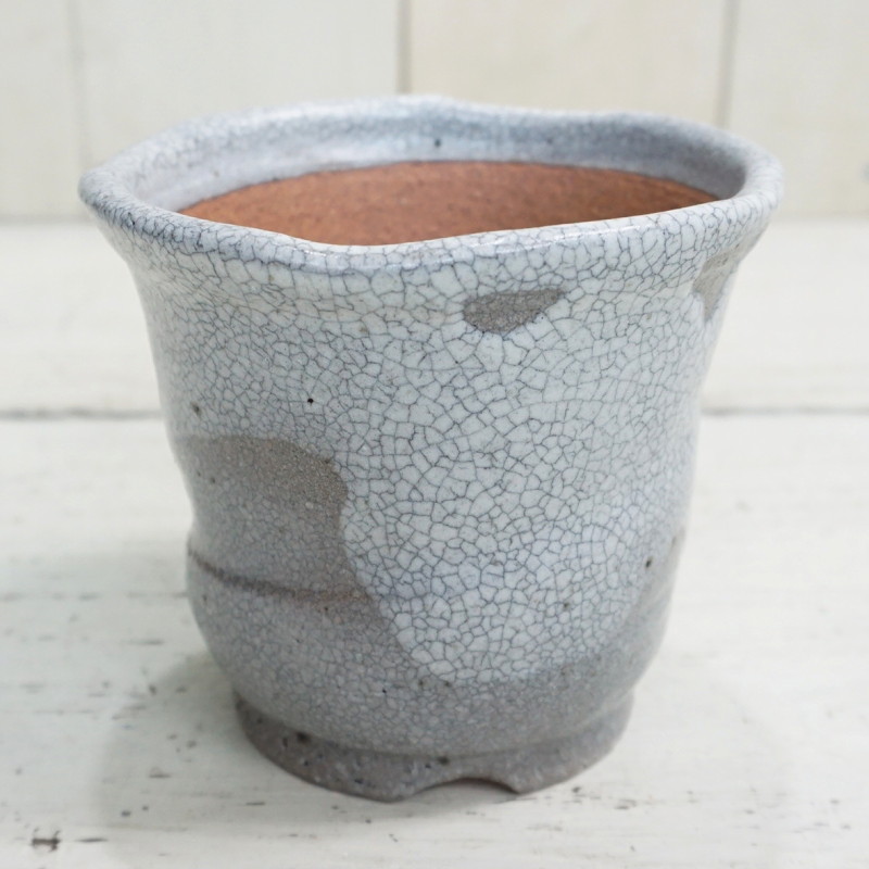 楽天市場】植木鉢 おしゃれ 和風 信楽焼 白マットウチョウラン鉢(SA120