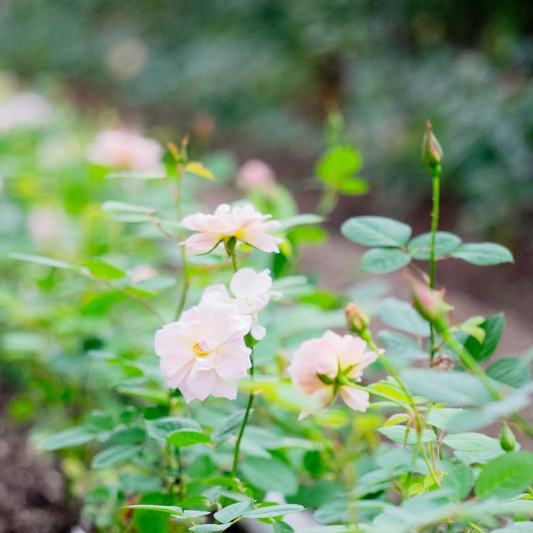 コレクション – WABARA online store