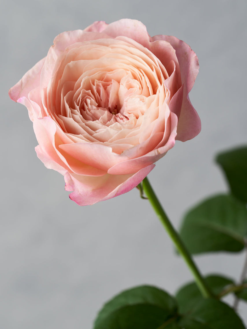 わばら図鑑 – タグ 