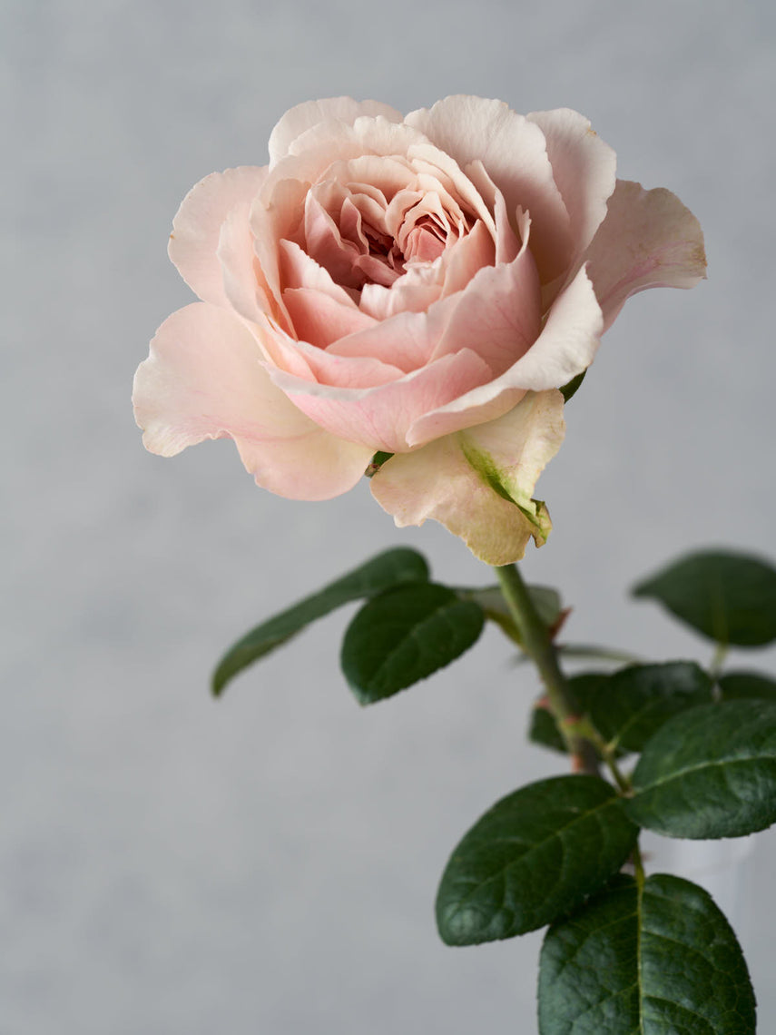 わばら図鑑 – タグ 