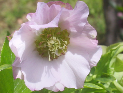 クリスマスローズのダブル（八重） 種通信販売 ＞ 新発売 クリスマス