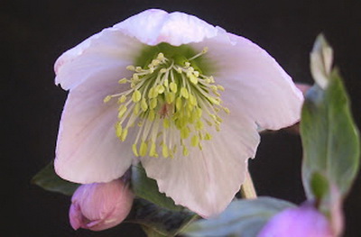 クリスマスローズ 原種 交配種 苗 販売 ＞ クリスマスローズ原種