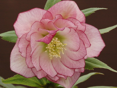 クリスマスローズ ダブル（八重） 苗 販売 ＞ クリスマスローズ ダブル