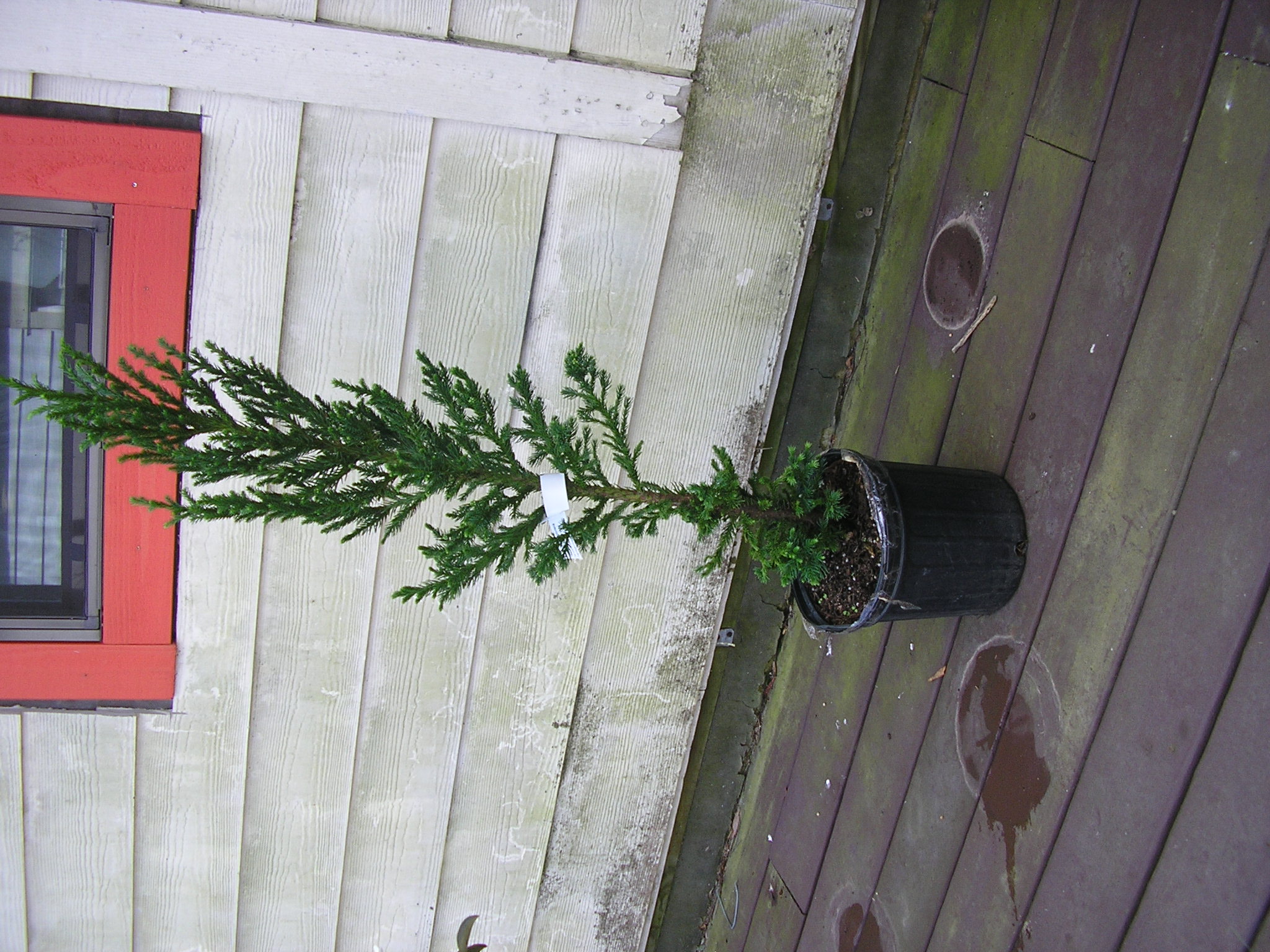 Buy Black Dragon Cryptomeria | FREE SHIPPING | Wilson Bros Gardens