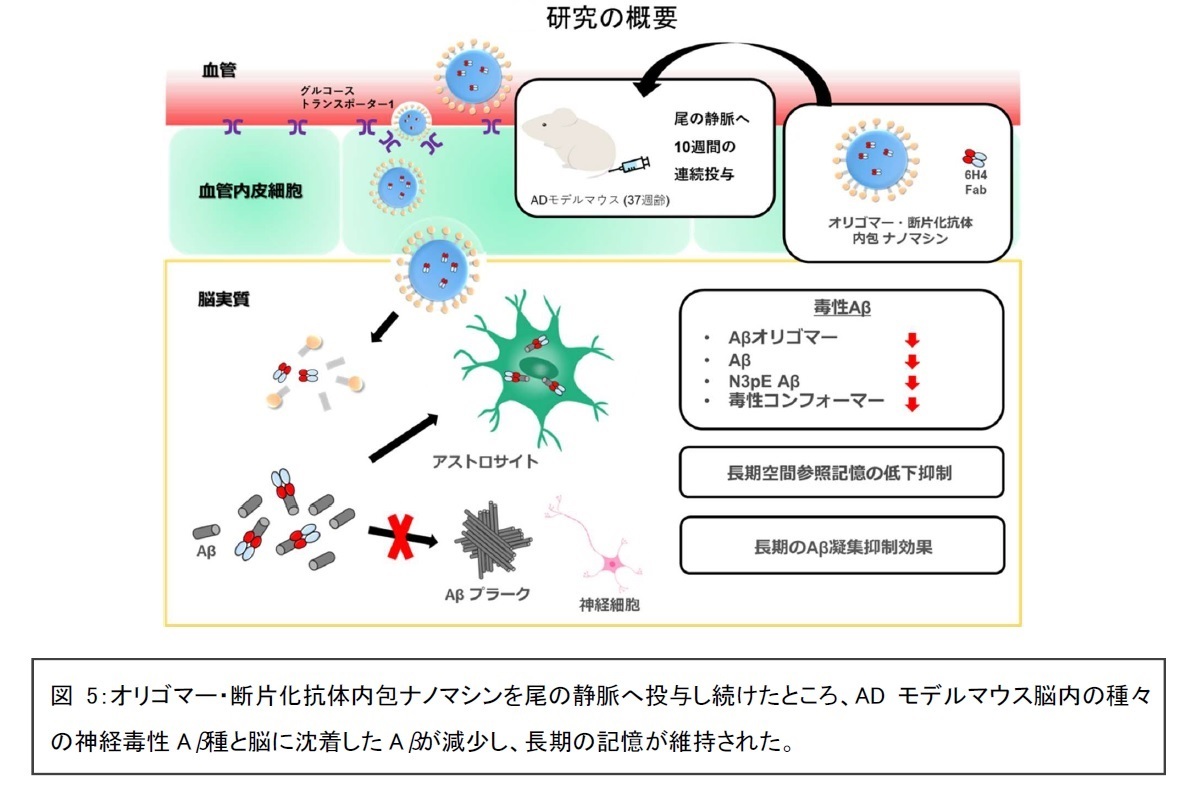 抗アミロイド・ベータ・オリゴマー抗体内包ナノマシンによる、脳内毒性