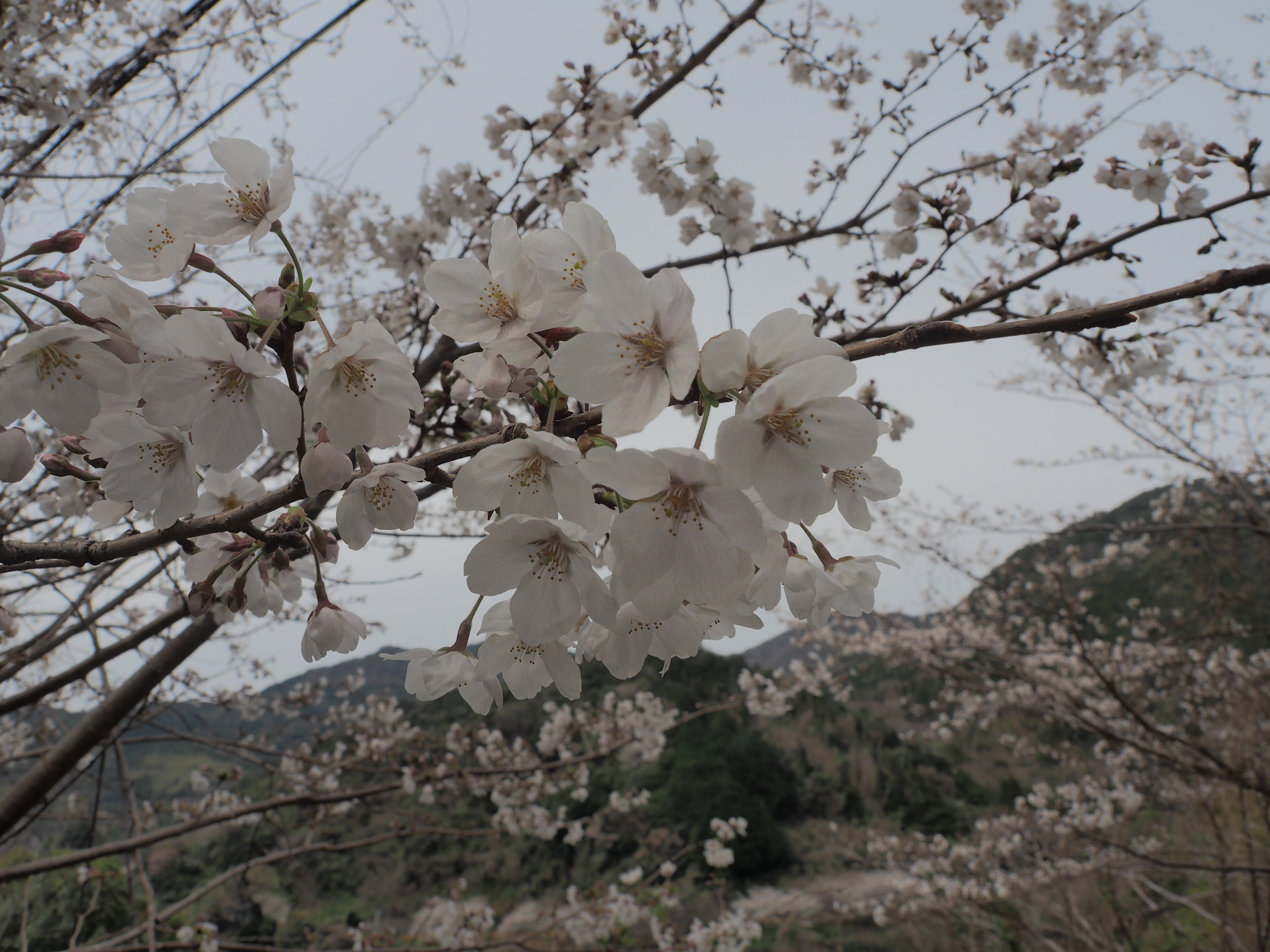 オレンジロードの桜（2025年） - 周防大島町公式ホームページ