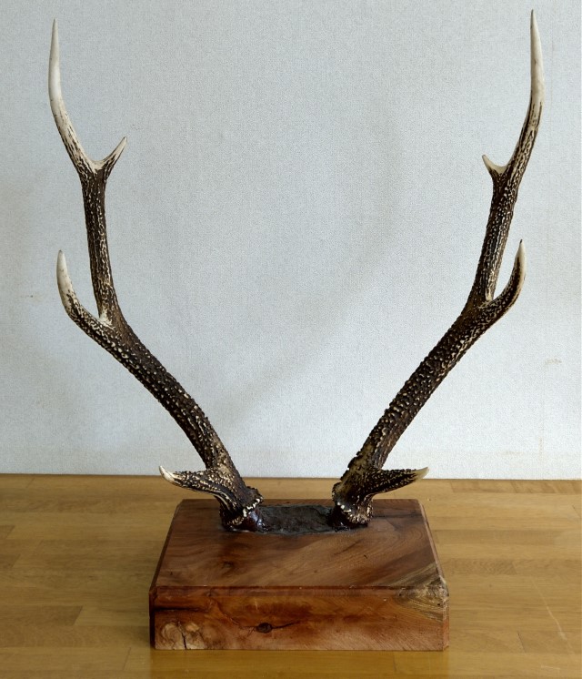 鹿の角 置物セット37本 楽天市場】鹿 角（インテリア小物・置物｜インテリア・寝具・収納）の通販