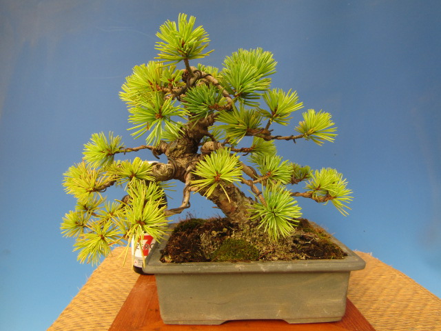 取扱商品 | 盆栽のたかはら苑