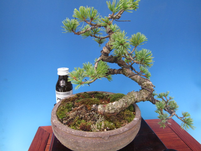 取扱商品 | 盆栽のたかはら苑