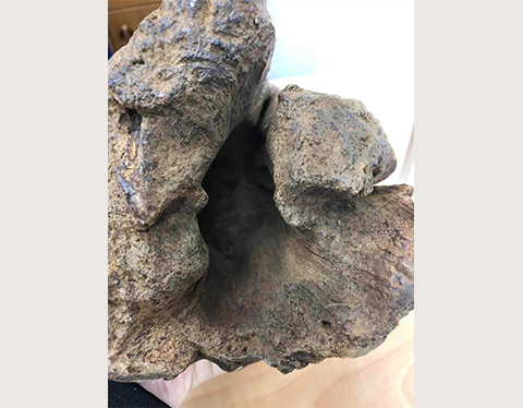 香木（伽羅・沈香・白檀）」まとめ｜創業45年の大阪梅田の宝スタンプコイン