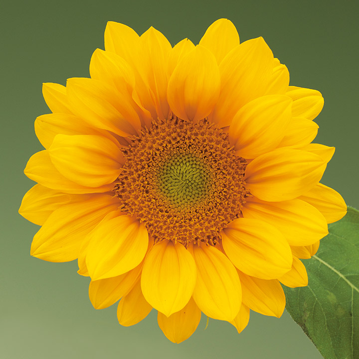 ひまわり ｜ 品種カタログ ｜ 調べる ｜ タキイ種苗株式会社