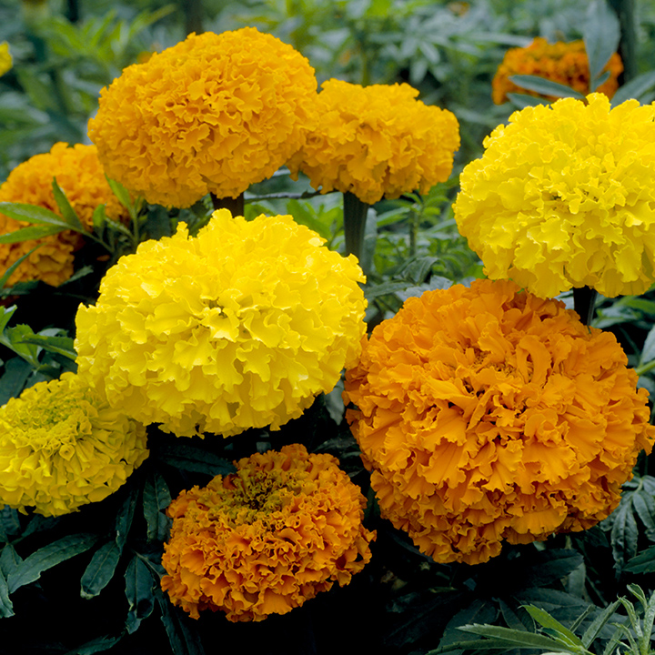 マリーゴールド ｜ 品種カタログ ｜ 調べる ｜ タキイ種苗株式会社