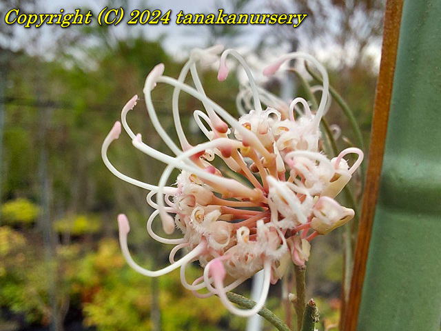 グレヴィレア エンドリチェリアナ｜メラレウカの生産販売 タナカ園芸