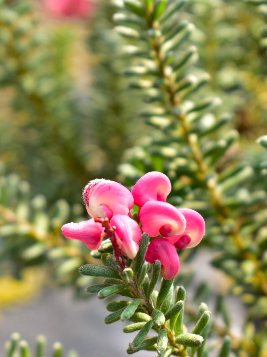 オージープランツ販売、国産ティーツリー精油生産販売、芳香蒸留器
