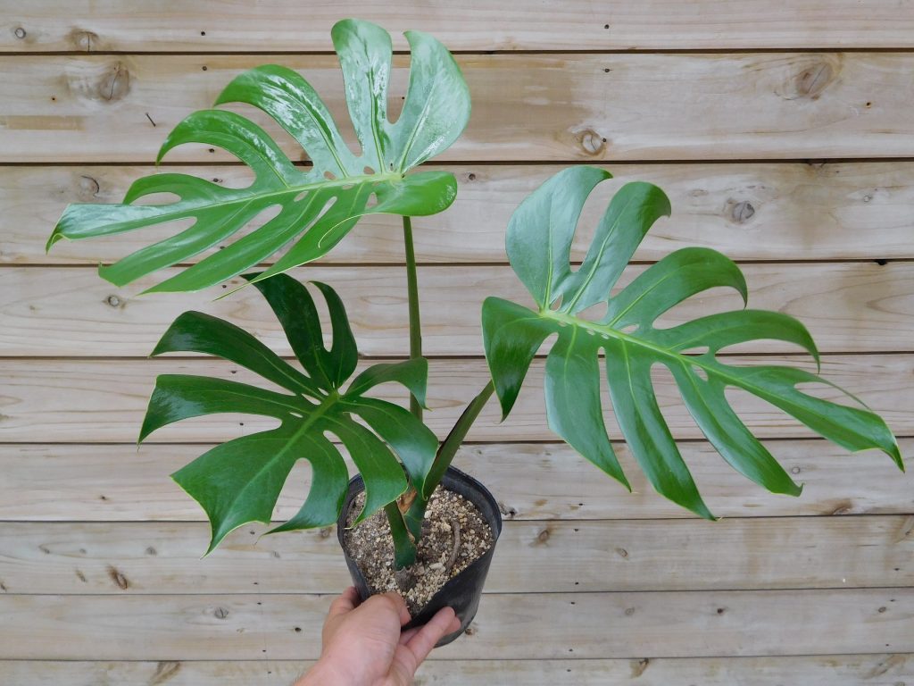 モンステラ デリシオサ “コンパクタ”入荷しました( ｀ー´)ノ | ザ