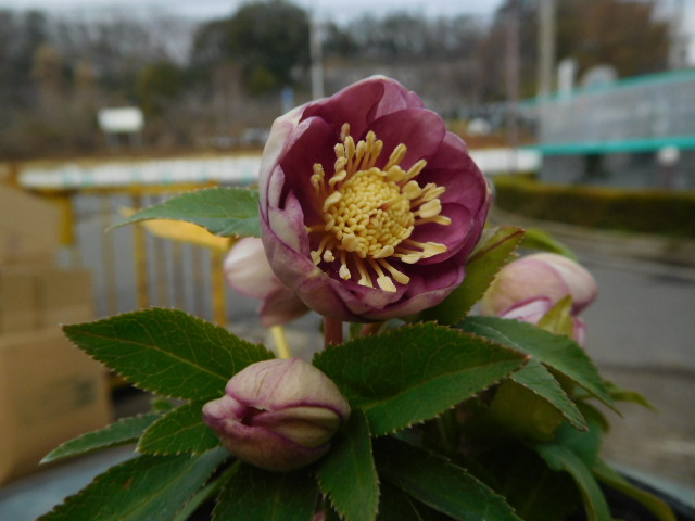 本店ヘレボNEWS』大木ナーサリープレミアム即売会編 | ザ