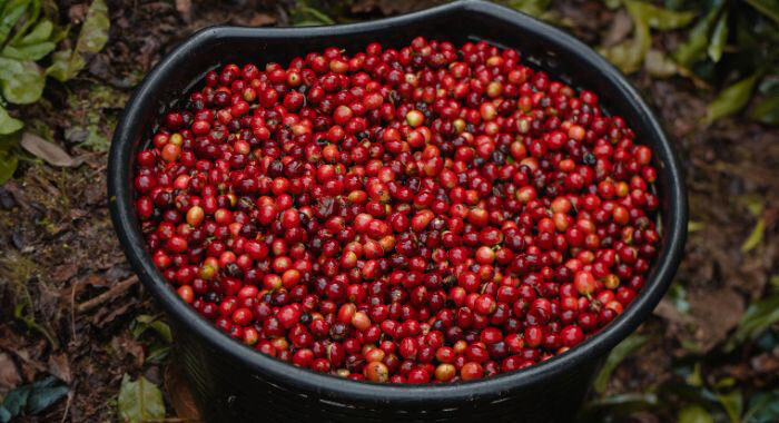 マイクロロットプロジェクト “完熟の一瞬”を未来へつなぐ旅 | beans