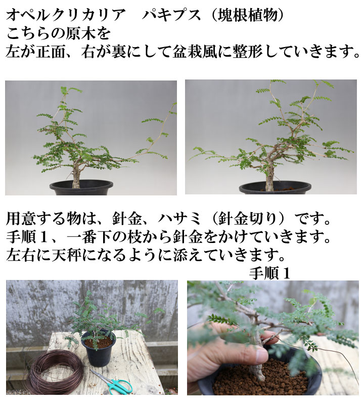 コーデックスの整枝の簡単なやり方 盆栽・サボテン・多肉植物 生産販売