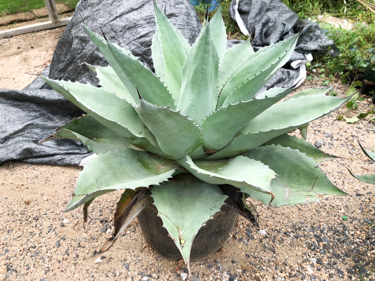 アガベ・オバティフォリア | Tokiwaen・岡本常盤園