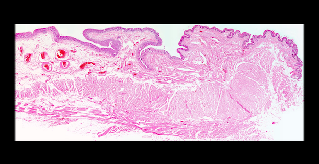 バーチャルスライド 組織学 - 羊土社