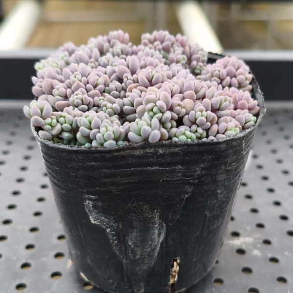 やましち山野草店 / セダム ダシフィルム パープルヘイズ ポット苗