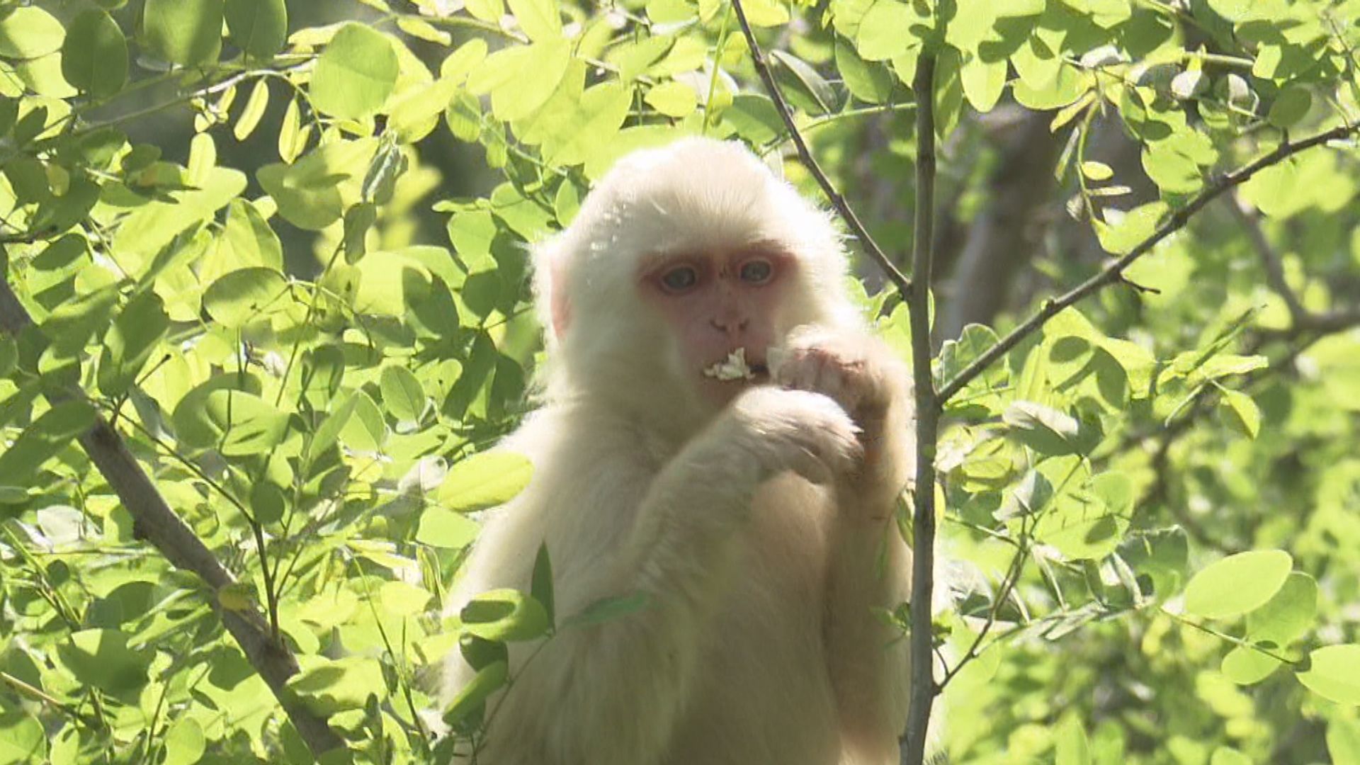 吾妻の白猿』～山の神の使いに魅せられて〜」＜2023年6月17日放送