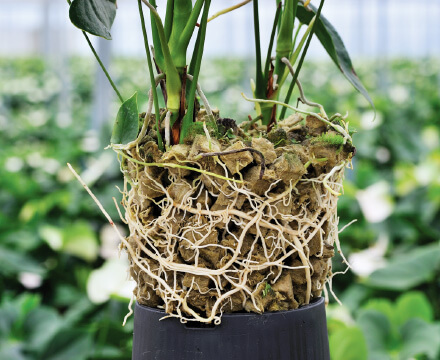 その他 | 園芸用ロックウール Grodan | 園芸資材の輸入販売 | 事業案内