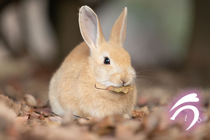 うさぎさんは時間に正確？≪大久野島のうさぎさんを観察しよう