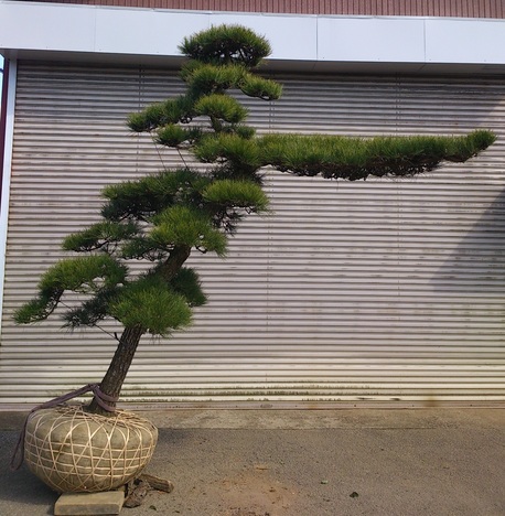 黒松 門かぶり 美品 販売 価格 | 有限会社 山田植木