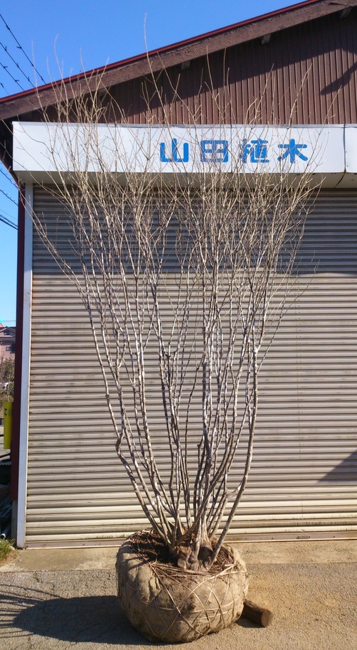 アオダモ 本株立ち 超美品 | 有限会社 山田植木