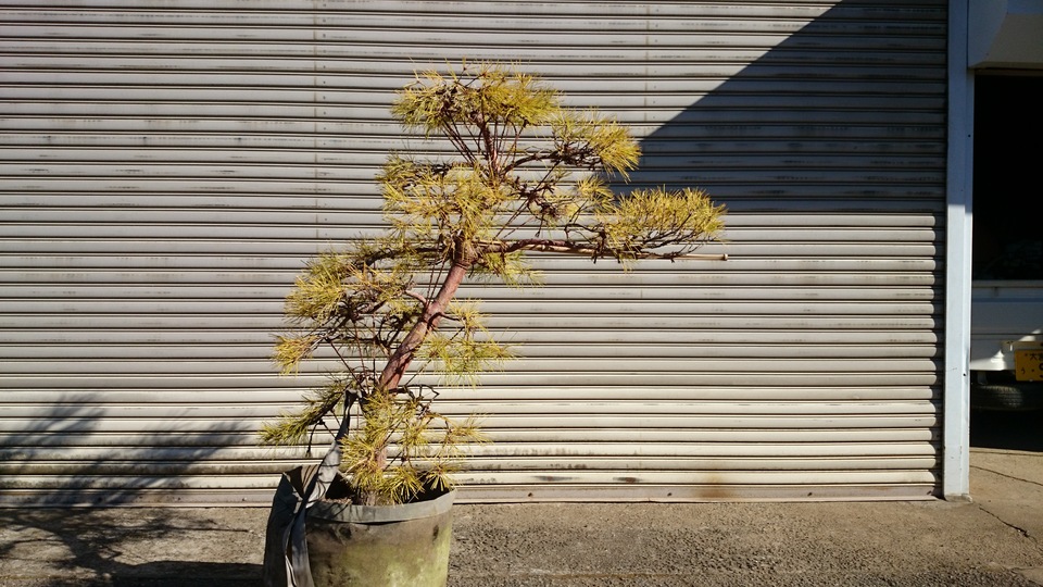 黄金赤松 オウゴンアカマツ 段作り 希少品 | 有限会社 山田植木